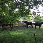 Horses in the front yard